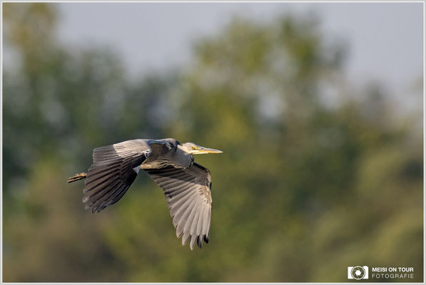 Graureiher  |  Nikon Z9, NIKKOR Z 800 mm 1:6,3 VR S mit TC2,0x (1600 mm), ISO 1600, 1/1000s, f/13