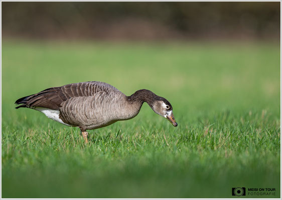 Hybrid aus Graugans und Kanadagans  |  Nikon Z9, NIKKOR Z 800 mm 1:6,3 VR S, ISO 250, 1/800s, f/6,3