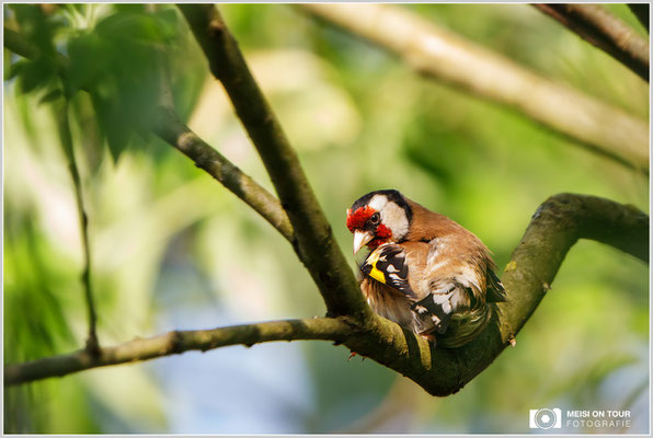 Stieglitz  |  Canon EOS-5D Mark IV, EF 300 f/2,8 L IS II USM mit Telekonverter 2x III (600 mm), ISO 2500, 1/1000s, f/7,1, Einbeinstativ