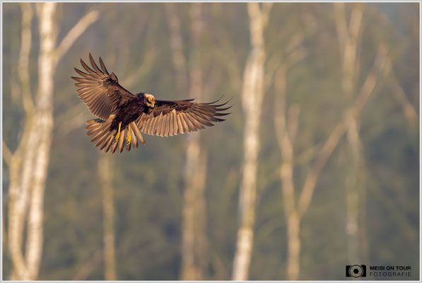 Rohrweihe  |  Nikon Z9, NIKKOR Z 800 mm 1:6,3 VR S mit TC1,4x (1120 mm), ISO 5000, 1/2500s, f/9