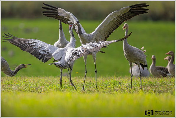 Graue Kraniche  |  Nikon Z8, NIKKOR Z 800 mm 1:6,3 VR S, ISO 720, 1/2000s, f/6,3