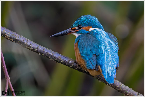 Eisvogel  |  Nikon Z9, NIKKOR Z 800 mm 1:6,3 VR S, ISO 2200, 1/200s, f/6,3