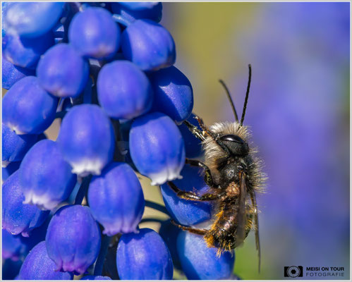 Gehörnte Mauerbiene mit Milben  |  Nikon Z8, Sony FE 100mm F2.8 Makro GM OSS mit Sony Konverter 2,0 (200mm), ISO 4000, 1/2000s, f/11