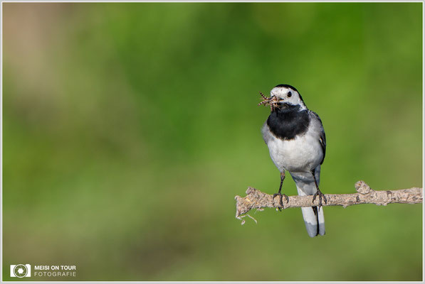 Bachstelze  |  Canon EOS-5D Mark IV, EF 300 f/2,8 L IS II USM mit Telekonverter 2x (600 mm), ISO 500, 1/2000s, f/6,3, Reissack, Winkelsucher