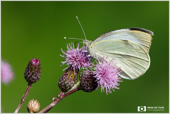 Großer Kohlweißling  |  Canon EOS-5D Mark IV, EF 300 f/2,8 L IS II USM mit Telekonverter 2x III (600 mm), ISO 400, 1/1600s, f/8, Einbeinstativ