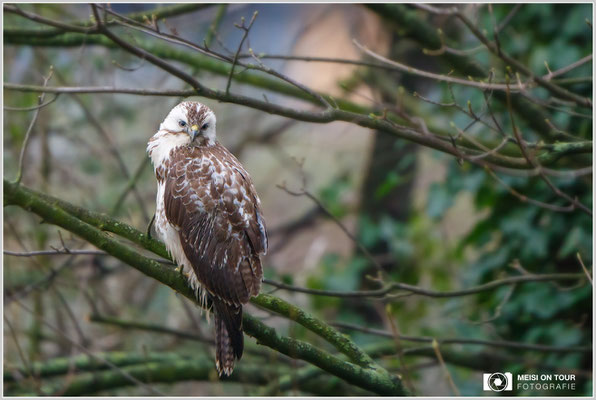 Mäusebussard  |  Canon EOS-6D, EF 300 f/2,8 L IS II USM mit Telekonverter 2x III (600 mm), ISO 3200, 1/400s, f/5,6, Einbeinstativ