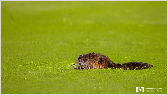 Nutria  |  Canon EOS-5D Mark IV, EF 300 f/2,8 L IS II USM, ISO 100, 1/1000s, f/3,2, Einbeinstativ