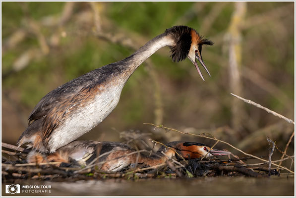 Haubentaucher  |  Canon EOS R6, EF 300 f/2,8 L IS II USM mit Telekonverter 2x (600 mm), ISO 800, 1/2500s, f/6,3