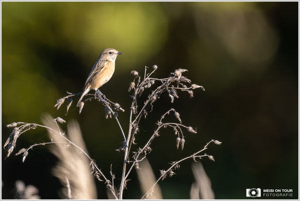 Schwarzkehlchen  |  Nikon Z9, NIKKOR Z 800 mm 1:6,3 VR S mit TC1,4x (1120 mm), ISO 2200, 1/2000s, f/9
