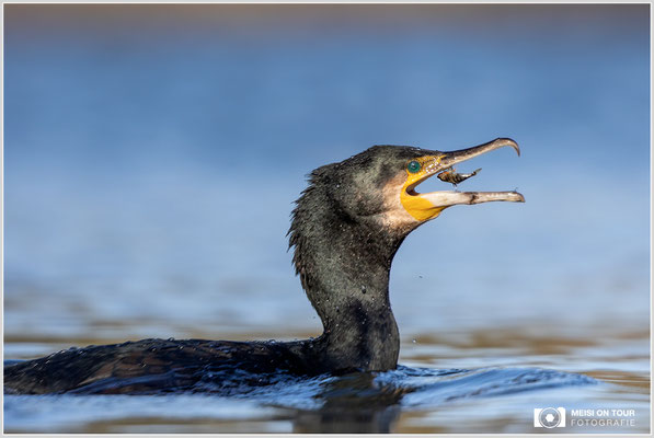 Kormoran  |  Canon EOS R6, EF 300 f/2,8 L IS II USM mit Telekonverter 2x (600 mm), ISO 800, 1/2500s, f/7,1