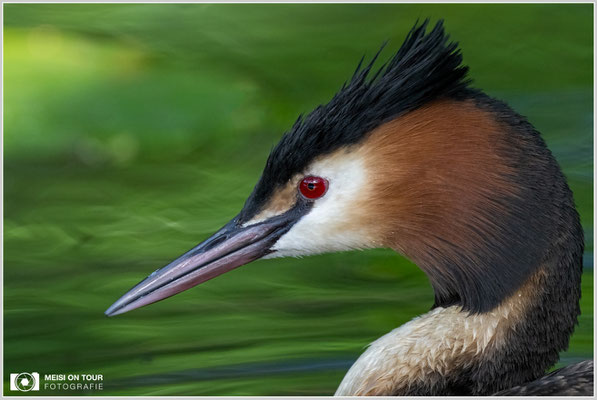 Haubentaucher  |  Nikon Z9, NIKKOR Z 800 mm 1:6,3 VR S mit TC1,4x (1120 mm), ISO 2500, 1/640s, f/9