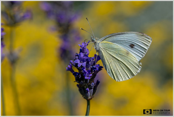 Kleiner Kohlweißling |  Nikon Z8, NIKKOR Z MC 105 1:2,8 VR S, ISO 640, 1/3200s, f/8