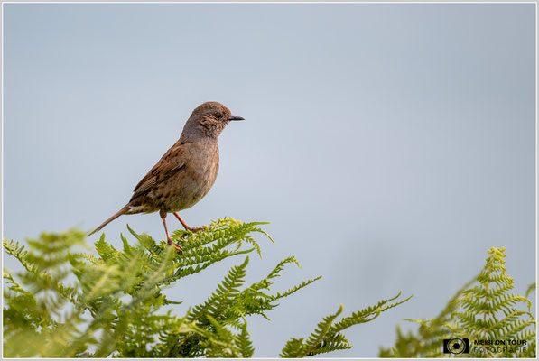 Heckenbraunelle  |  Nikon Z9, NIKKOR Z 800 mm 1:6,3 VR S, ISO 720, 1/2000s, f/6,3