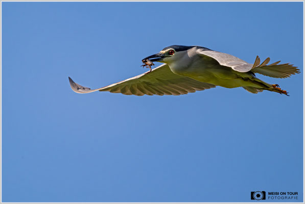 Nachtreiher mit rotem amerikanischen Sumpfkrebs  |  Nikon Z9, NIKKOR Z 800 mm 1:6,3 VR S mit TC1,4x (1120 mm), ISO 1600, 1/4000s, f/9