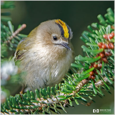 Wintergoldhähnchen  |  Canon EOS-5D Mark IV, EF 300 f/2,8 L IS II USM mit Telekonverter 1,4x (420 mm) +Zwischenring, ISO 500, 1/400s, f/4, Einbeinstativ