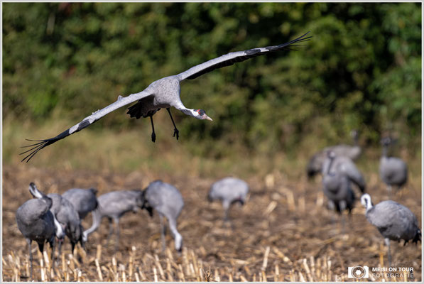 Kranich beim Anflug  |  Nikon Z9, NIKKOR Z 800 mm 1:6,3 VR S mit TC1,4x (1120 mm), ISO 500, 1/1600s, f/9