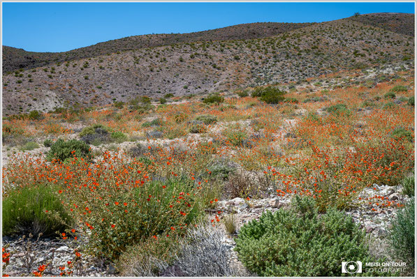Blüte in der Nähe von Dantes View im Death Valley NP | Nikon Z8, NIKKOR Z 24-120 mm 1:4 S (49 mm), ISO 100, 1/100, f/18