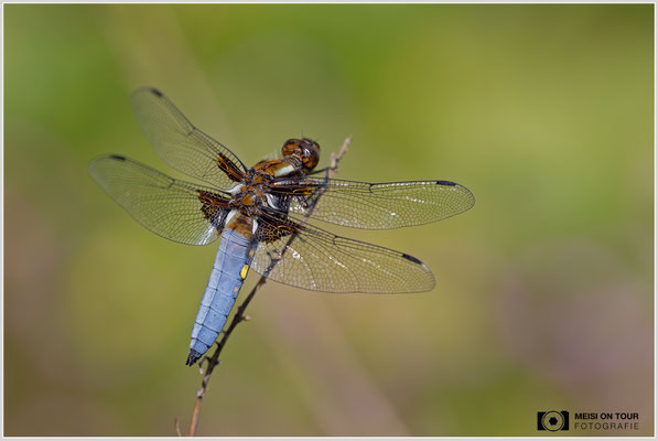 Plattbauch  |  Canon EOS R6, Sigma 150 f/2,8 Makro DG OS HSM mit Telekonverter 1,4x III (210 mm), ISO 400, 1/1000s, f/5