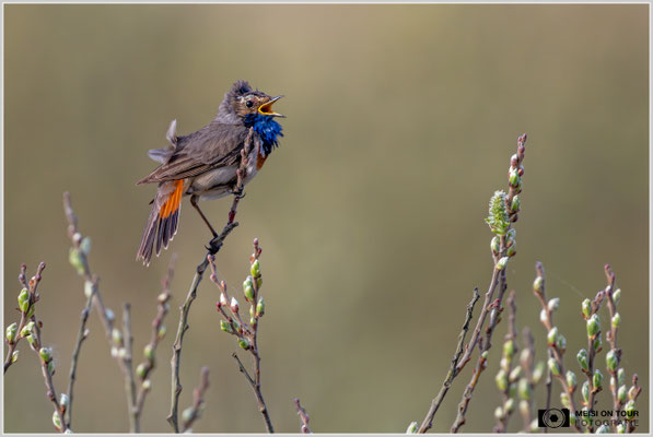 Blaukehlchen  |  Nikon Z9, NIKKOR Z 800 mm 1:6,3 VR S mit TC1,4x (1120 mm), ISO 1600, 1/1600s, f/9
