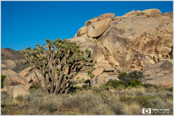 Joshua Tree NP | Nikon Z8, NIKKOR Z 24-120 mm 1:4 S (46 mm), ISO 100, 1/2000, f/4