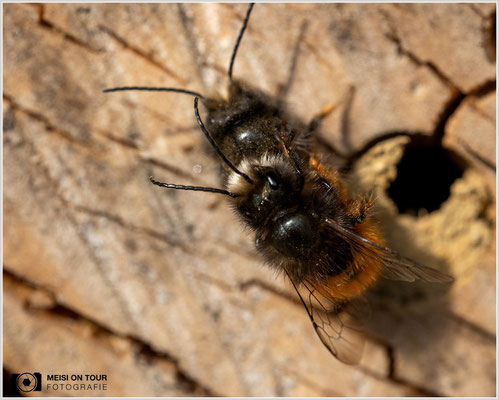 Gehörnte Mauerbiene  |  Canon EOS-R6, Sigma 150 f/2,8 Makro DG OS HSM mit Telekonverter 1,4x III (210 mm), ISO 800, 1/400s, f/8, Einbeinstativ