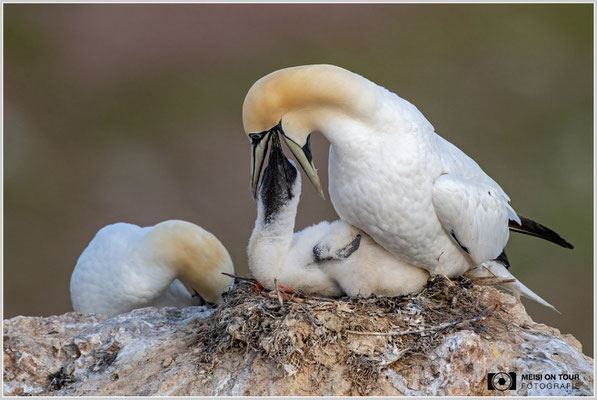 Basstölpelfamilie  |  Nikon Z9, NIKKOR Z 800 mm 1:6,3 VR S mit TC 1,4 (1120 mm), ISO 1600, 1/1600s, f/9