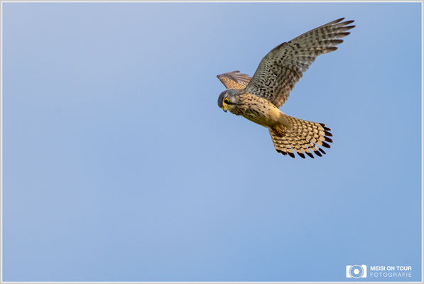 Turmfalke  |  Nikon Z9, NIKKOR Z 800 mm 1:6,3 VR S mit TC1,4x (1120 mm), ISO 900, 1/1600s, f/9