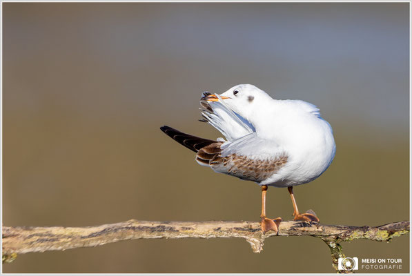 Lachmöwe  |  Canon EOS R6, EF 300 f/2,8 L IS II USM mit Telekonverter 2x (600 mm), ISO 800, 1/2000s, f/6,3