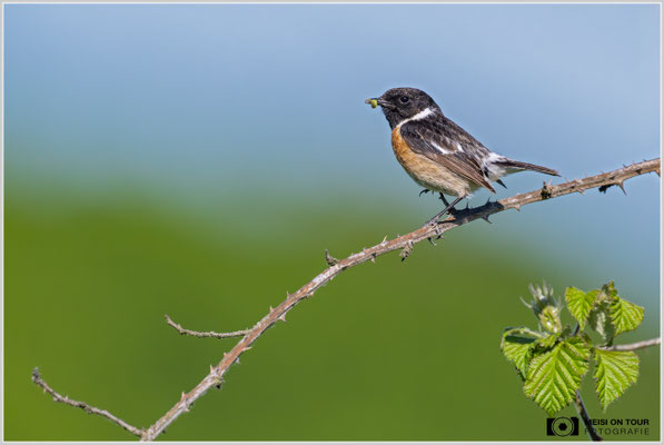 Schwarzkehlchen-Männchen  |  Nikon Z9, NIKKOR Z 800 mm 1:6,3 VR S mit TC1,4x (1120 mm), ISO 1600, 1/5000s, f/9