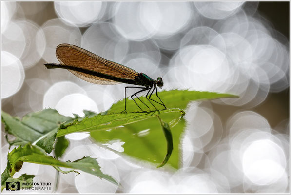 Blauflügel-Prachtlibellen Weibchen  |  Canon EOS R6, Sigma 150 f/2,8 Makro DG OS HSM mit Telekonverter 1,4x III (210 mm), ISO 800, 1/3200s, f/8