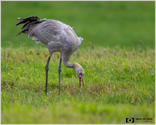 Grauer Kranich Jungtier |  Nikon Z9, NIKKOR Z 800 mm 1:6,3 VR S, ISO 2500, 1/1600s, f/7,1