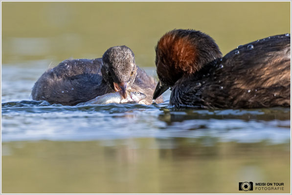 Zwergtaucher  |  Nikon Z9, NIKKOR Z 800 mm 1:6,3 VR S mit TC1,4x (1120 mm), ISO 1250, 1/800s, f/9
