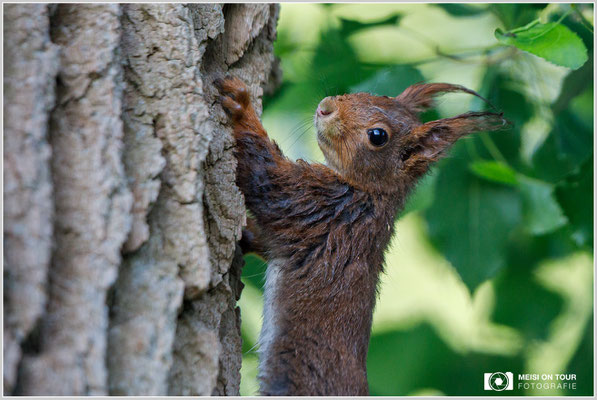 Eichhörnchen  |  Canon EOS-5D Mark IV, EF 300 f/2,8 L IS II USM mit Telekonverter 2x III (600 mm), ISO 2500, 1/800s, f/5,6,