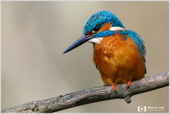 Eisvogel  |  Canon EOS-5D Mark IV, EF 300 f/2,8 L IS II USM mit Telekonverter 2x III (600 mm), ISO 2000, 1/2500s, f/8, Einbeinstativ