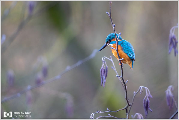 Eisvogel  |  Canon EOS R6, EF 300 f/2,8 L IS II USM mit Telekonverter 2x (600 mm), ISO 1600, 1/320s, f/5,6 Einbeinstativ
