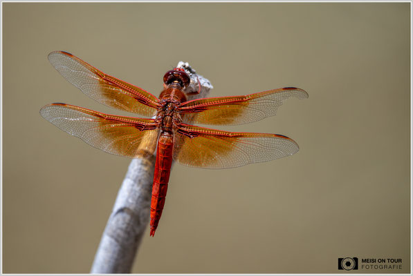 Flammenlibelle | Nikon Z8, NIKKOR Z 100-400 mm 1:5,6 S (400 mm), ISO 100, 1/800, f/5,6