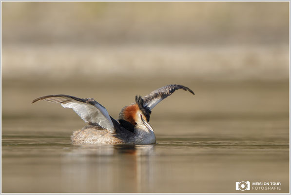 Haubentaucher  |  Canon EOS-5D Mark IV, EF 300 f/2,8 L IS II USM mit Telekonverter 2x (600 mm), ISO 800, 1/1600s, f/6,3, Reissack, Winkelsucher