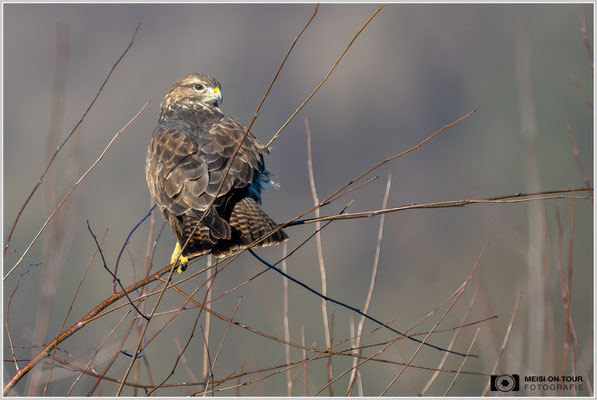 Mäusebussard  |  Nikon Z9, NIKKOR Z 800 mm 1:6,3 VR S, ISO 900, 1/2000s, f/6,3