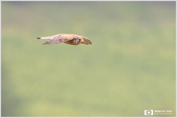 Turmfalke  |  Canon EOS R6, EF 300 f/2,8 L IS II USM mit Telekonverter 2x (600 mm), ISO 1000, 1/400s, f/7,1