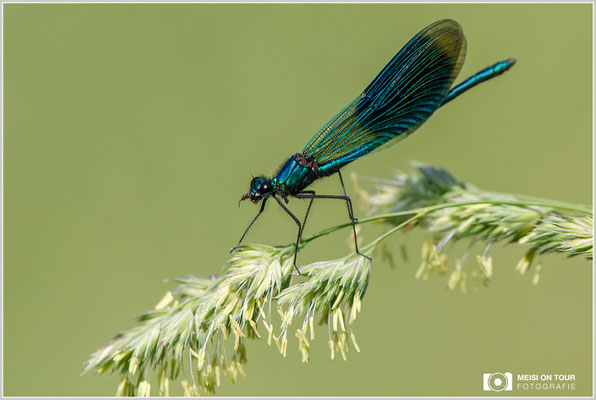 Gebänderte Prachtlibelle  |  Canon EOS-5D Mark IV, EF 300 f/2,8 L IS II USM mit Telekonverter 2x III (600 mm), ISO 640, 1/2000s, f/9, Einbeinstativ