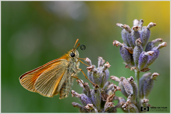 Dickkopffalter |  Nikon Z8, NIKKOR Z MC 105 1:2,8 VR S, ISO 1000, 1/1250s, f/8