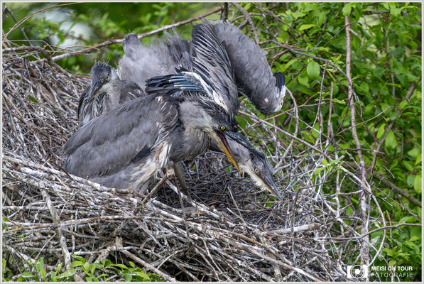 Graureiher-Jungtiere  |  Nikon Z8, NIKKOR Z 800 mm 1:6,3 VR S mit TC1,4x (1120 mm), ISO 2200, 1/1250s, f/9
