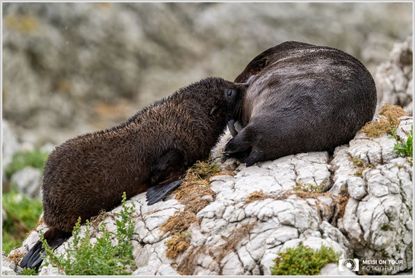 Seebärjunges beim Säugen   |  Nikon Z9, NIKKOR Z 100–400 mm 1:4,5–5,6 VR S mit TC1,4x (450 mm), ISO 1400, 1/1000s, f/8