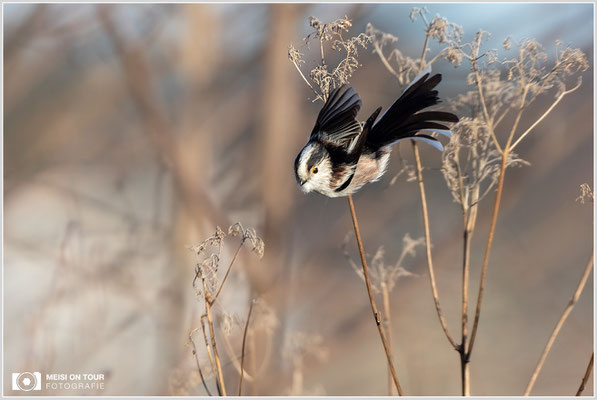 Schwanzmeise  |  Canon EOS R6, EF 300 f/2,8 L IS II USM mit Telekonverter 2x (600 mm), ISO 1600, 1/3200s, f/6,3, Einbeinstativ