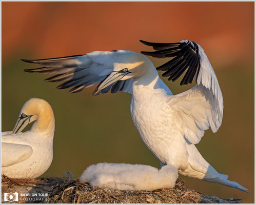 Basstölpelfamilie  |  Nikon Z9, NIKKOR Z 800 mm 1:6,3 VR S mit TC 1,4 (1120 mm), ISO 800, 1/1600s, f/9