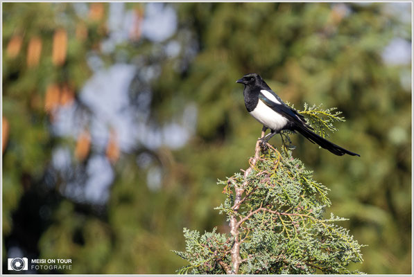 Elster  |  Nikon Z9, NIKKOR Z 800 mm 1:6,3 VR S mit TC2,0x (1600 mm), ISO 1600, 1/800s, f/13