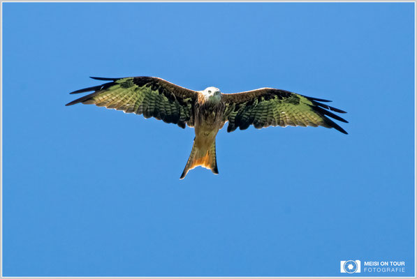 Rotmilan  |  Nikon Z9, NIKKOR Z 800 mm 1:6,3 VR S mit TC1,4x (1120 mm), ISO 1250, 1/1600s, f/9
