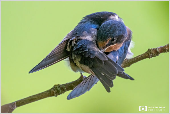 Rauchschwalbe  |  Nikon Z9, NIKKOR Z 800 mm 1:6,3 VR S mit TC1,4x (1120 mm), ISO 2500, 1/800s, f/9