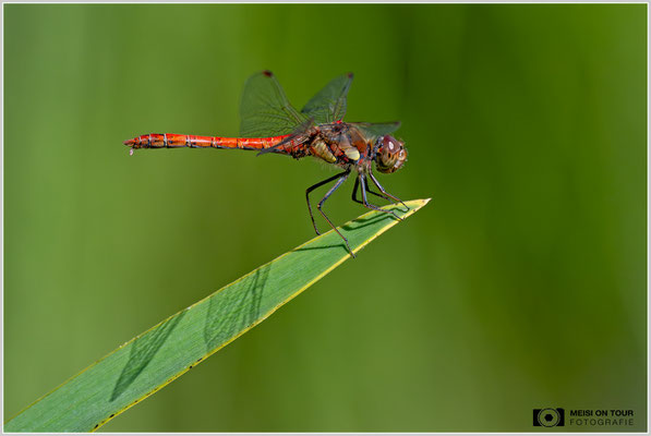 Große Heidelibelle beim Stuhlgang  |  Nikon Z9, NIKKOR Z 100–400 mm 1:4,5–5,6 VR S (400 mm), ISO 1600, 1/4000s, f/7,1