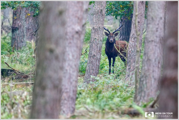Rothirsch  |  Canon EOS-7D Mark II, EF 300 f/2,8 L IS II USM, ISO 640, 1/400s, f/2,8, Einbeinstativ